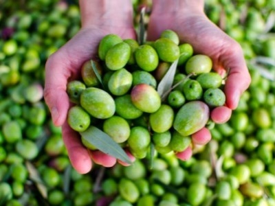L'huile d'olive extra vierge biologique est la meilleure huile d'olive biologiqu